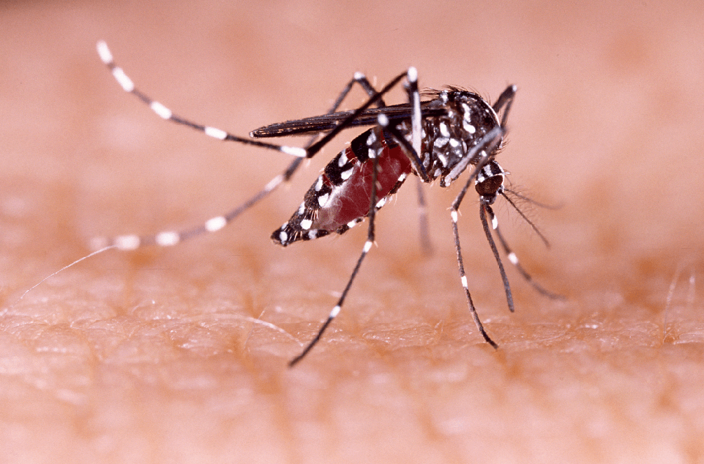 dengue